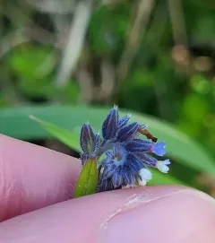 Myosotis dubia thumbnail 1
