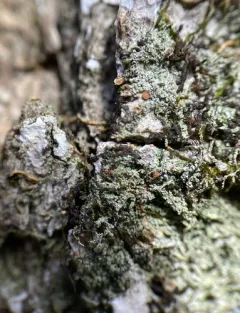Frosty-rimmed Dot Lichen thumbnail 3