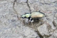 Agonum errans thumbnail 1