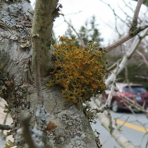 slender orange-bush