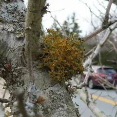 slender orange-bush thumbnail 1