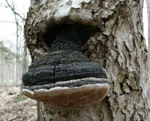 Phellinus alni