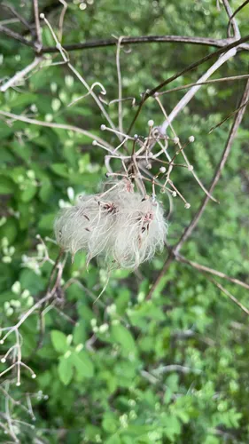 Texas virgin's bower