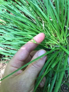 Back's sedge thumbnail 4