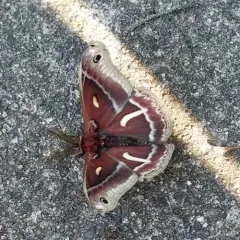 Ceanothus Silk Moth thumbnail 1