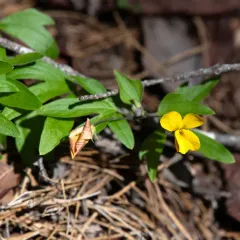 Pine Violet thumbnail 4
