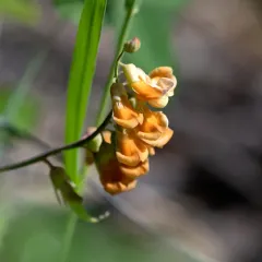 Sulphur pea thumbnail 2