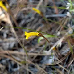 Galium broomrape thumbnail 3