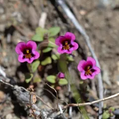 Kellogg's monkeyflower thumbnail 2