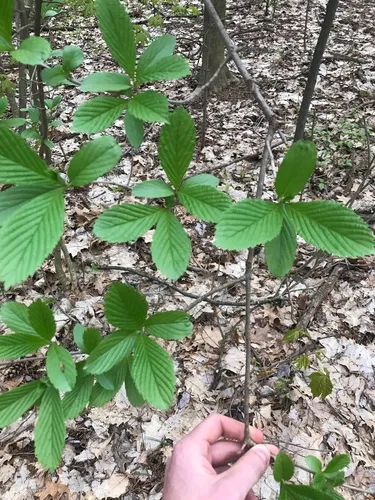 Siebold's Viburnum
