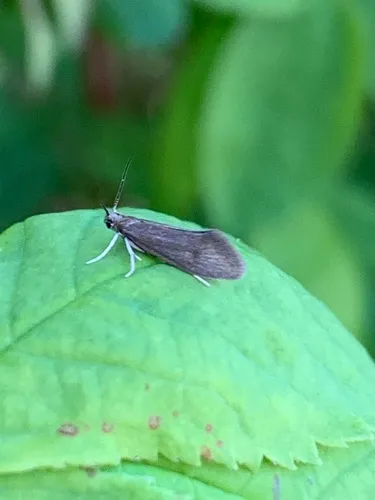 Lampronia humilis