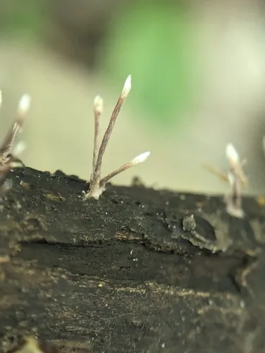 Xylaria filiformis