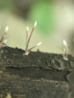 Xylaria filiformis thumbnail 1