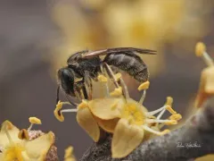 Fox's Sweat Bee thumbnail 2