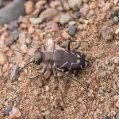 Oblique-lined Tiger Beetle thumbnail 4