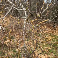 gray birch thumbnail 3