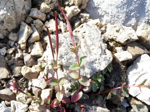 Clavate-fruit Willowherb