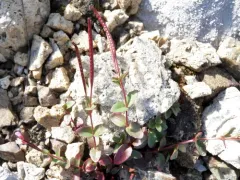 Clavate-fruit Willowherb thumbnail 1