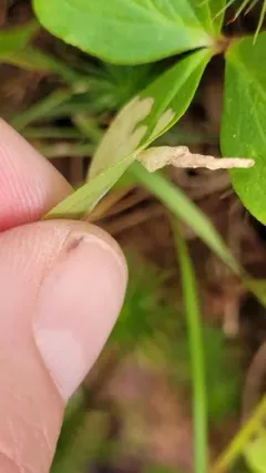 Coleophora canadensisella thumbnail 3