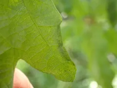Californian Woolly Oak Aphid thumbnail 3