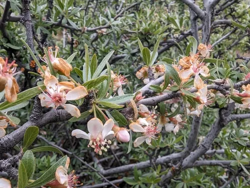 wild crab apple