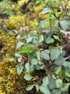 Diffuse Montia thumbnail 3