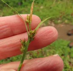 Ross's sedge thumbnail 3