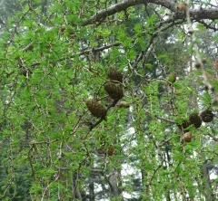 European larch thumbnail 2