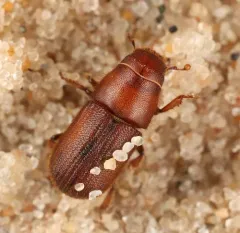 Red Turpentine Beetle thumbnail 2