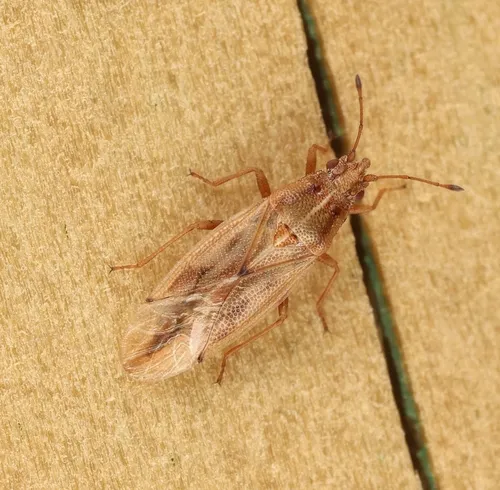 Cymus luridus