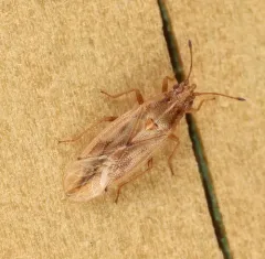 Cymus luridus thumbnail 1