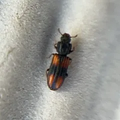 Crenate Cylindrical Bark Beetle thumbnail 4