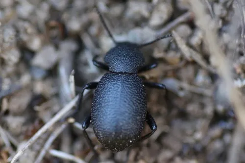 Eleodes hybrida