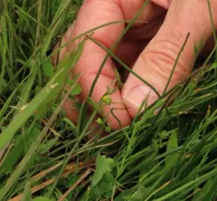 timwort thumbnail 4