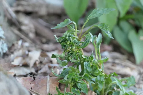 Stem Eelworm