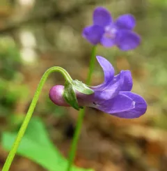 Howell's violet thumbnail 4