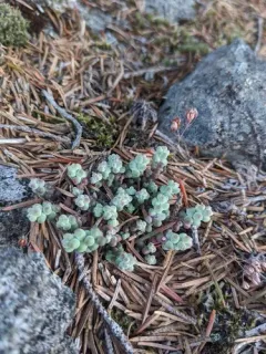 Short-leaved Stonecrop thumbnail 1