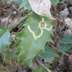 European Holly Leafminer thumbnail 1