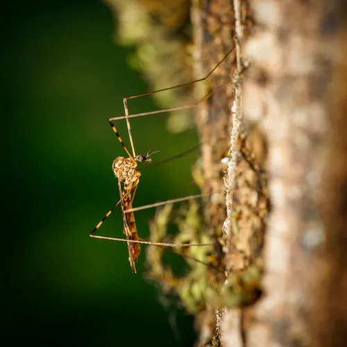 Sixspot Cranefly