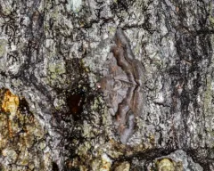 Gray-banded Zale Moth thumbnail 4