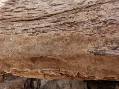 Steccherinum nitidum thumbnail 4