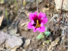 Kellogg's monkeyflower thumbnail 3