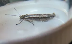 Ypsolopha barberella thumbnail 3
