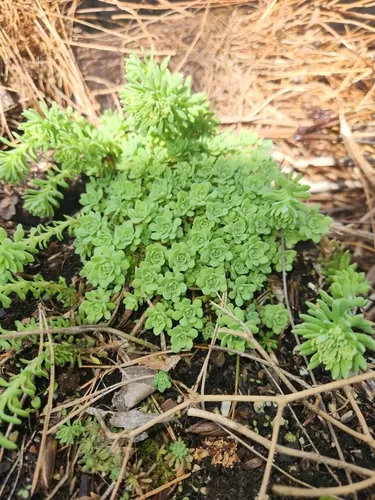 cliff stonecrop