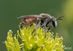 Maria Miner Bee thumbnail 4