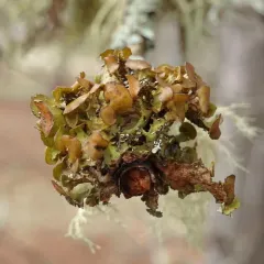 Chestnut Wrinkle Lichen thumbnail 3