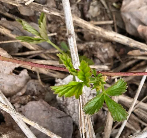 Common Dewberry