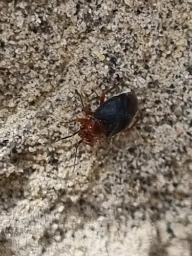 Yucca Plant Bug