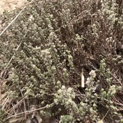 woolly beachheather thumbnail 2
