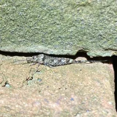 Cave Bristletail thumbnail 4